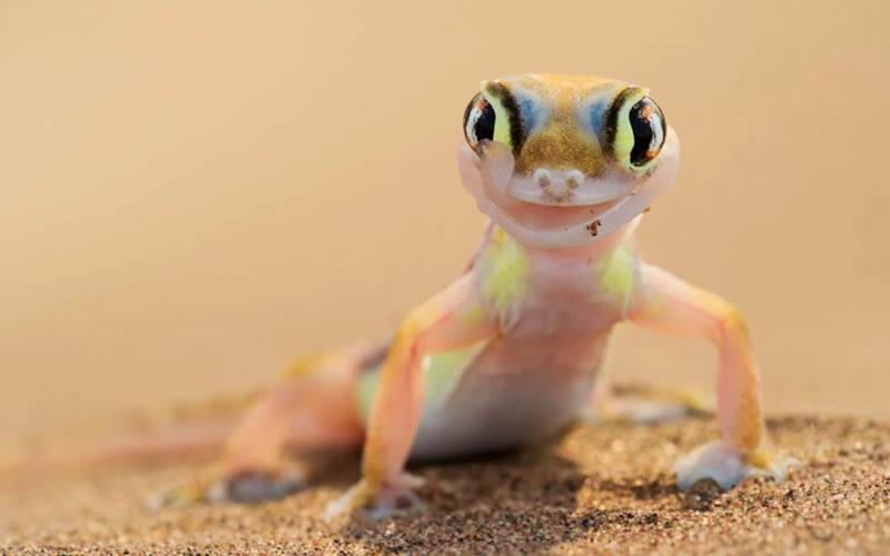 Геккон (108 фото): описание рептилии, сколько живет и чем отличается от других ящериц