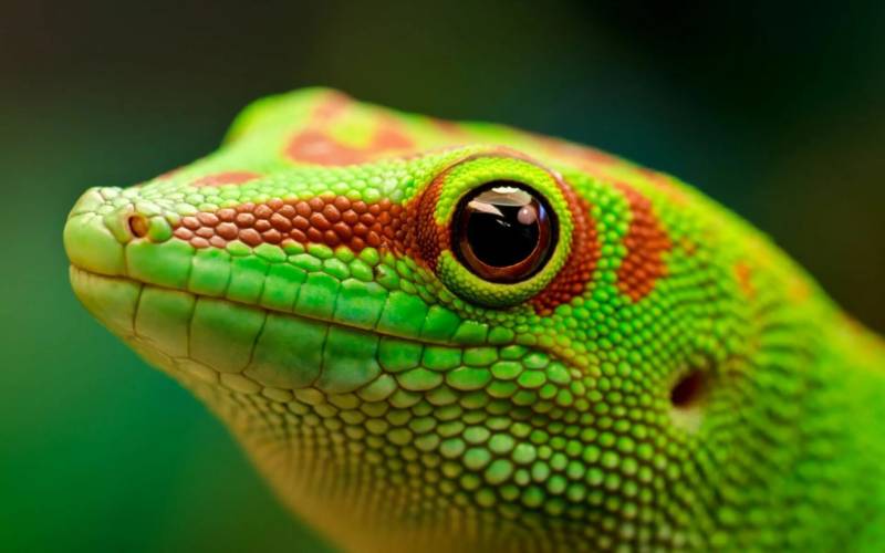 Геккон (108 фото): описание рептилии, сколько живет и чем отличается от других ящериц