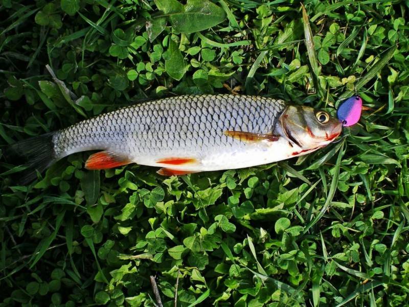 Голавль (80 фото): описание и семейство рыбы речной рыбы, где водится и как выглядит голавль
