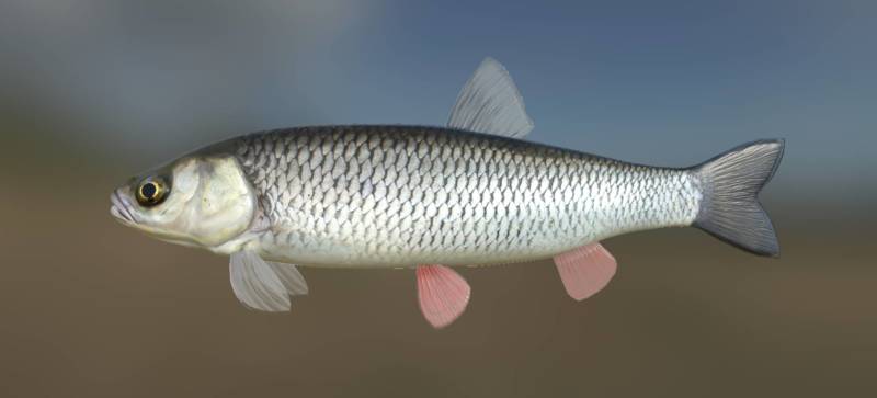 Голавль (80 фото): описание и семейство рыбы речной рыбы, где водится и как выглядит голавль