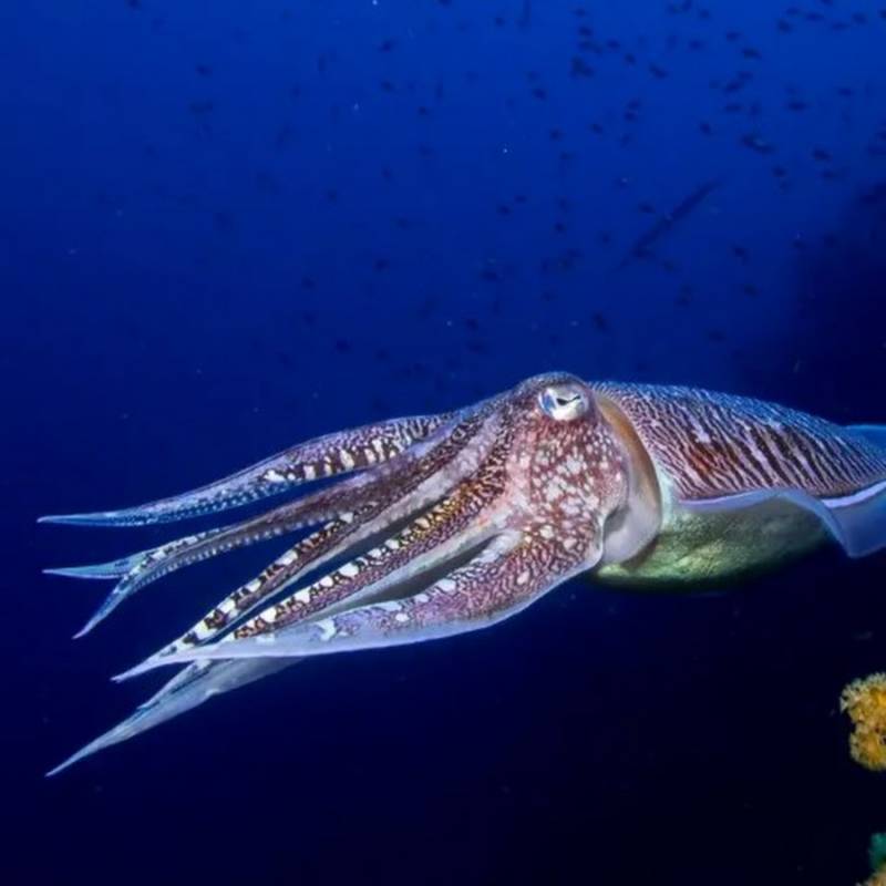 Каракатица(144 фото): к какой группе, классу и типу относится морское животное