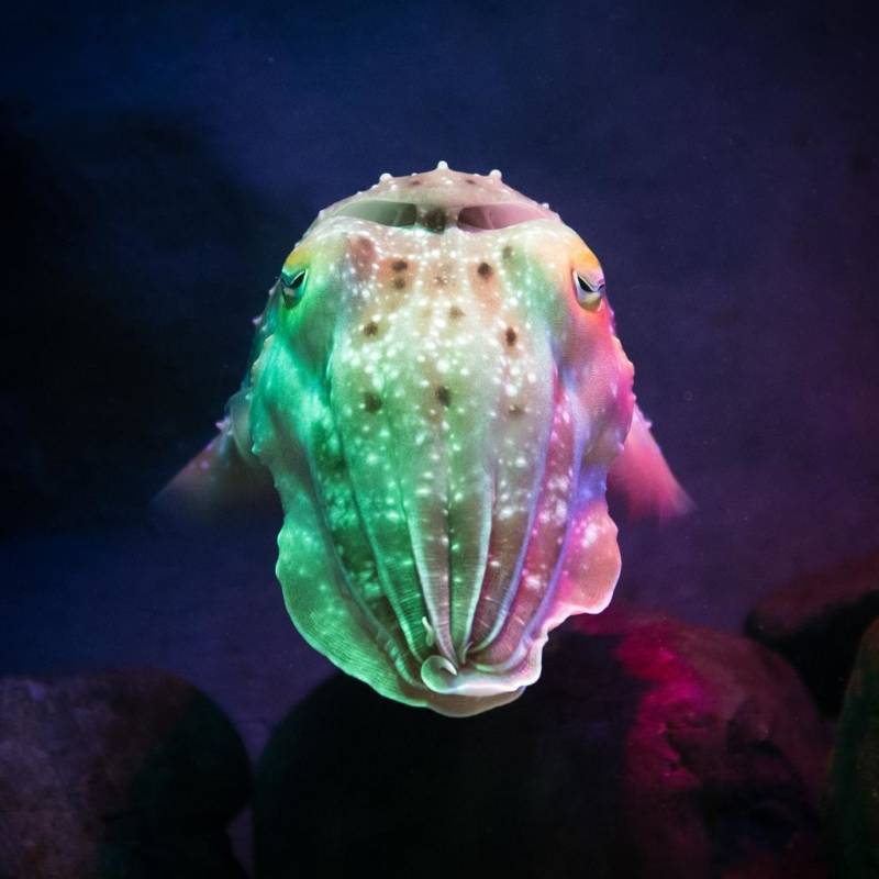 Каракатица(144 фото): к какой группе, классу и типу относится морское животное