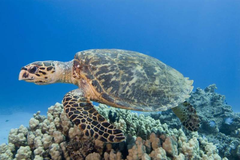 Морская черепаха (123 фото): описание, где обитает, чем питается и сколько живет большое морское животное из красной книги