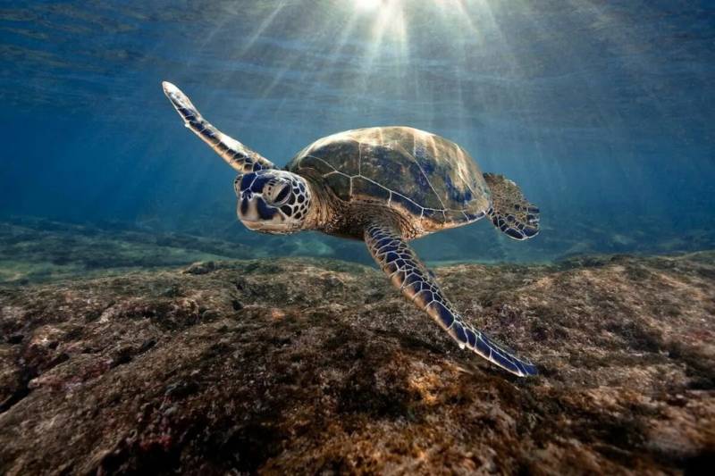 Морская черепаха (123 фото): описание, где обитает, чем питается и сколько живет большое морское животное из красной книги