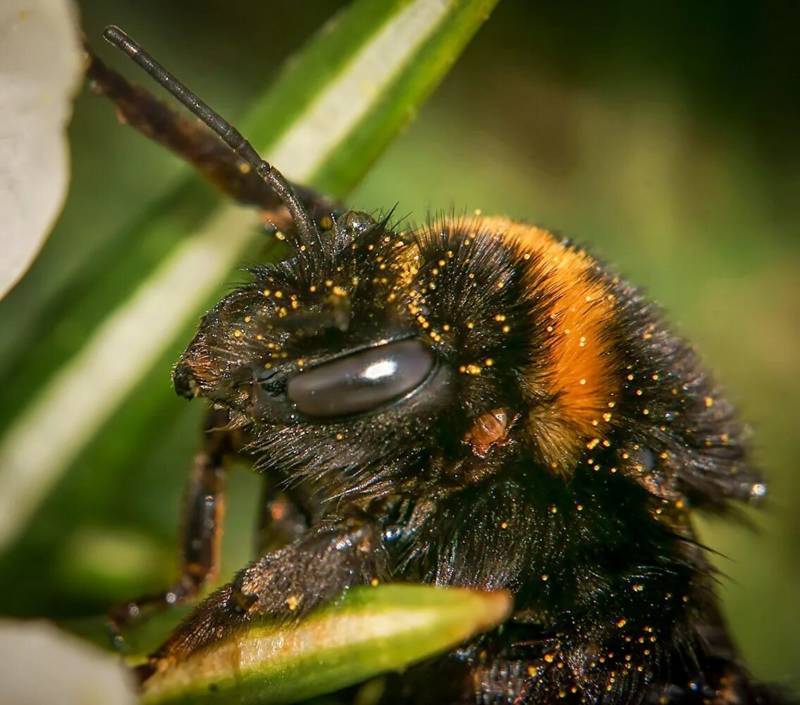 Шмель насекомое (107 фото): класс, отряд и краткое описание большого черного насекомого опылител