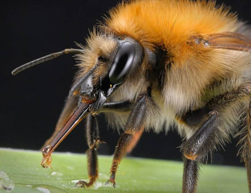 Шмель насекомое (107 фото): класс, отряд и краткое описание большого черного насекомого опылител
